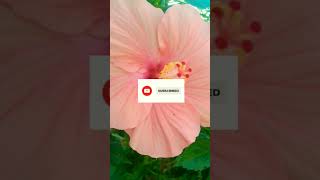 ದಾಸವಾಳ(Hibiscus)🌺 🌸🏵#shortvideo #flowers #flowergarden #garden