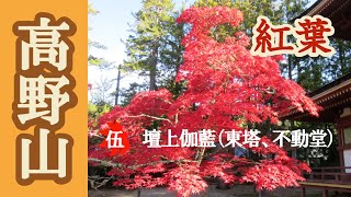 🍁紅葉の高野山🍁　第5章　壇上伽藍（東塔、不動堂）　和歌山県高野町　Autumn leaf viewing in Koyasan(Wakayama, Japan)