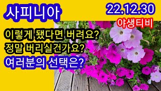 사피니아.이렇다고 버리실건가요?왜 버려요!살리세요.