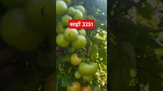 Saaho Variety tamatar 3251#saaho#साहू3251#indianfarmertak