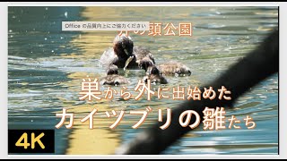 井の頭公園・巣から外に出始めたカイツブリの雛たち