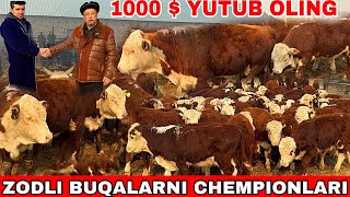 XOJITOG’AGA ZODLI BUQALARNI TONNA BO’LADIGONLARI KELDI 1000 $ YUTUB OLISHIZ MUMKIN😎