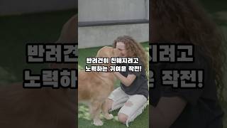 반려견이 집사와 친해지기 위해 하는 노력들