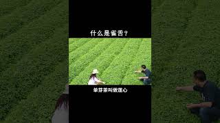 到底什麽叫做雀舌？ wechat：zj4867 #普洱茶 #茶知识 #茶