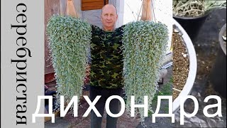 Дихондра серебристая. Начало работ.