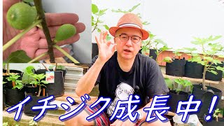 【ド素人果樹栽培】第22回「イチジク成長中！」の巻