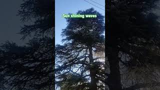 Sun shining waves behind the ever green trees