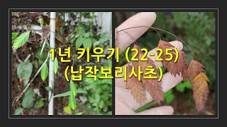 1년 키우기 22-25 (납작보리사초) This is how the Chasmanthium latifolium change over the course of a year.