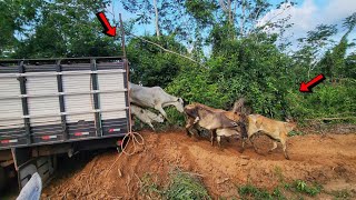 TROUXEMOS UMA CARRETA DE GADO PARA NOSSA TERRA E PASSAMOS NO ATERRO