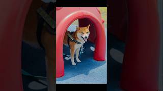 柴犬こむぎ君に会いに行ってきました！【柴犬こむぎとボクの三浦半島】