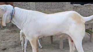 Donkey and Horse mating top ten videos2025||part 1