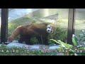 東山動植物園シリーズ　シセンレッサーパンダ～人気者がやってきた～