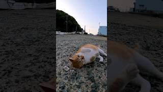 漁港の猫がかわい過ぎる