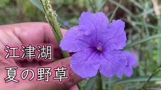 【植物観察】熊本市　江津湖　野草　草花