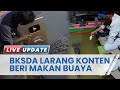 BKSDA Kalimantan Timur Larang Pembuatan Konten Beri Makan Buaya di Sungai Guntung Bontang Utara