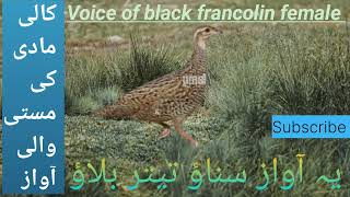 Kali madi Ki Awaz ll voice of Black Francolin Female ll کالی مادی کی آواز