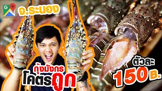 กุ้งมังกรโคตรถูก ตัวละ 150.- จ.ระนอง #CommandoSocial