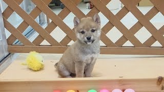 【豆柴】子犬　9/10　男の子♂1　摂州宝山荘　mameshiba dog Puppy （mame shiba inu)