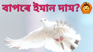 Most expensive Pigeon in the world | পৃথিবীৰ আটাইতকৈ দামী 'পাৰ চৰাই ।দাম জানি আচৰিত হৈ যাব ।