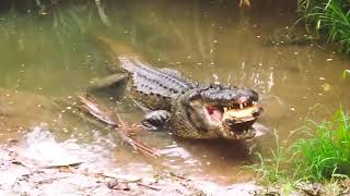 Alligator eats a Turtle