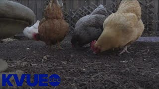 Austinites with chickens sharing eggs amid nationwide shortage | KVUE