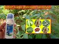 bayer alanto insecticide thiacloprid 21.7% sc systemic insecticides chilli thrips