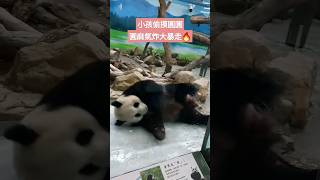 圓圓、圓仔被小孩偷摸，都氣炸了 #cute #animals #panda #可愛 #貓熊 #動物 #zoo #熊貓 #圓圓 #圓仔 #迷因 #小孩