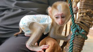 Happy Baby Monkey!! Tiny adorable Luca is so happy when Mom takes him outside to