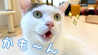 ご飯が欲しくて「かも～ん」と喋れるようになった猫チロさん！