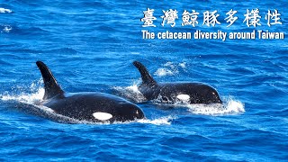 2020版《臺灣鯨豚多樣性》The cetacean diversity around Taiwan