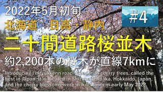 桜満開の「二十間道路桜並木を走る」北海道・日高・静内　2022年5月初旬