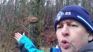 31.01.21 wandern pirmasens- pwv starkenbrunnen👍💪🤳🚶🌳🌲☁❄🌨🌧🌫🏡😊😉