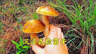 沉浸式捡菌子，感受大自然的声音，美味牛肝菌！