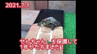 ミドリガメの せんちゃん🐢わが家にきて1年がたちました！