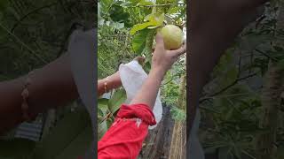 എൻ്റെ തോട്ടത്തിലെ മധുരമൂറും പേരക്ക😋😍#fruits#garden#trendingshorts #shortvideo