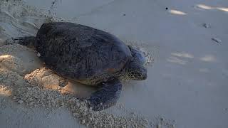 SV Karma Waters spends time with the turtles at the Arnavon Islands in the Solomon's