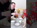 【旺仔很忙🐶wangzai is busy】原来狗子也会耍回马枪so the dog can do that too.