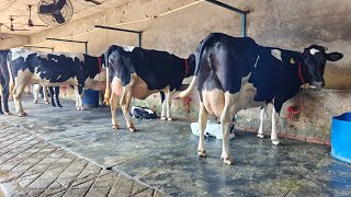 ਸੋਹਣੀਆਂ ਗਾਵਾਂ ਦੀਪੇ ਬੰਗਸੀਪੁਰੇ ਵਾਲੇ ਵੀਰ ਕੋਲ, Cows For Sale