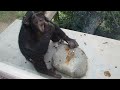 とべ動物園道具を使うチンパンジー