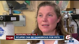 Solar eclipse can be dangerous for pets