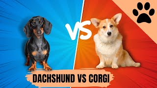 Dachshund vs Corgi: Which one is the best?