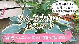 【ホスタ(ギボウシ)で庭が華やかに！】【日陰でも育つ優秀なカラーリーフ】【植えっぱなしで毎年楽しめる宿根草】【芽吹きから開花まで美しい】ガーデニング