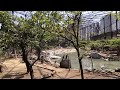 【鳥の楽園】優雅な時間をお過ごしください【おと散歩 大阪編】天王寺動物園