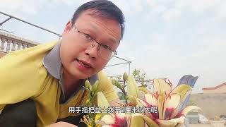 花儿“不开花”？催花之万能法，专治不开花植物，20天见效