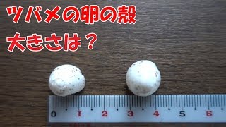 ツバメの卵の殻の大きさは？