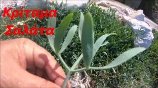 κρίταμα τουρσί και σαλάτα (rock samphire)