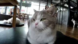 Chiang Rai Cat Cafe, Thailand : VLOG 28 Just Krelaxin'