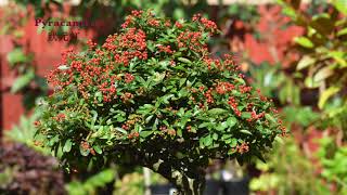 ＃Pyracantha （Red ） ＃狀元紅 （紅色） #Firethorn #火棘