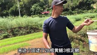 一块鳝鱼多的田几次能抓完，第五次抓28条鳝鱼三泥鳅，还能去吗？