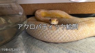 コーンスネーク・飼育1年2ヶ月14日・87回目の給餌(脱皮後)